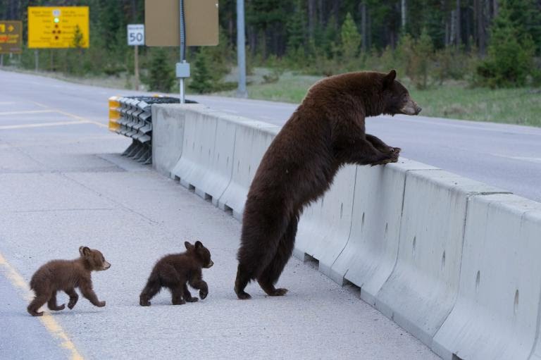 Wildlife Bridges Over Highways Save Endangered Animals and People ...